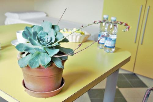 a plant in a pot sitting on a table at Ostello La Miniera in Massa Marittima