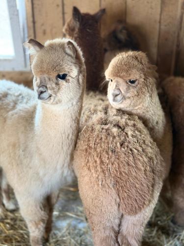 APARTAMENTY Adamcykówka blisko stoku Czorsztyn-Ski! Jacuzzi i Sauna w cenie!