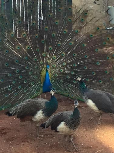 a group of peacocks standing in front of a peacock tail at The Cradle Berry Farm in Muldersdrift