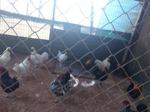 a group of chickens inside of a cage at The Cradle Berry Farm in Muldersdrift