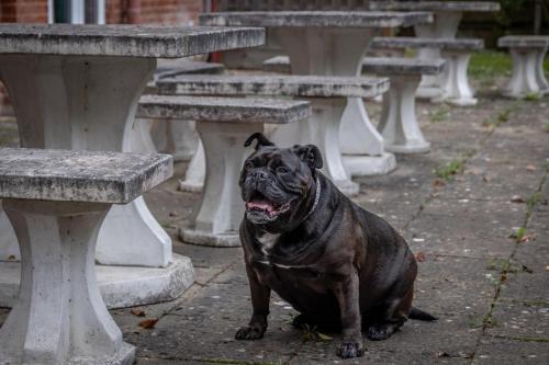 a black dog sitting next to a row of tables at Best Western Abbots Barton Hotel in Canterbury