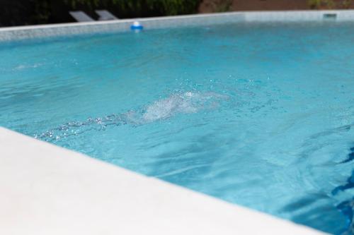 a dolphin in a pool of blue water at Primer Peldaño - Casa Quinta in Junín
