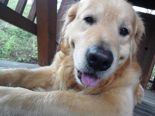 a dog laying on a deck with its tongue out at Shiga Lake Hotel in Yamanouchi