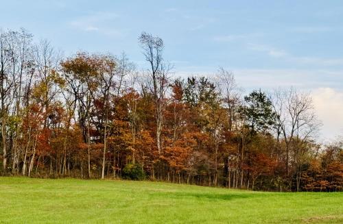 a green field with trees in the background at Meadowview Guest House in Hillsboro