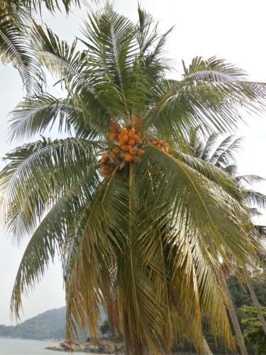 a palm tree with a bunch of oranges on it at Rainbow Tioman Cottage in Kampong Juara