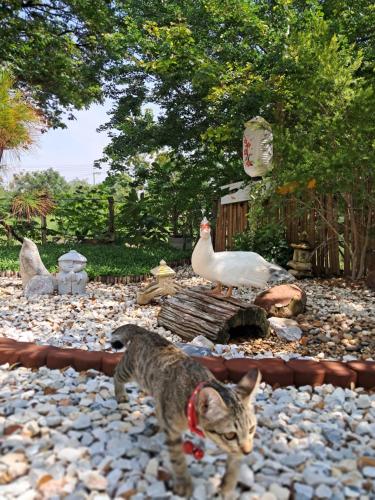 a cat and a chicken in a garden with rocks at บ้านเป็ดน้อย Little duck cottage in Ban Khlong Yang