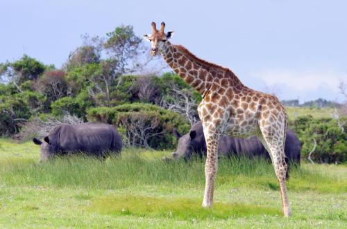 a giraffe standing in a field with other animals at Kragga Kamma Game Park in Port Elizabeth