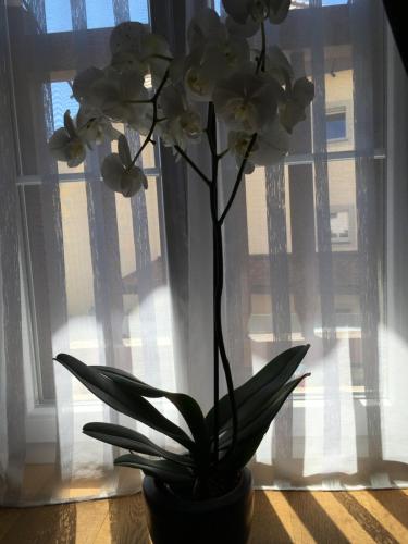 a vase with white flowers in front of a window at Au P'tit Bonheur in Cheseaux