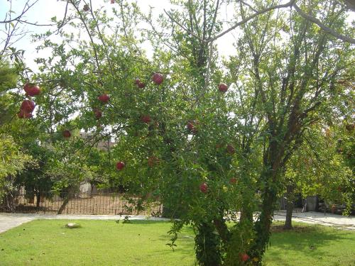 an apple tree with red apples on it at Castle By The Sea in Artemida