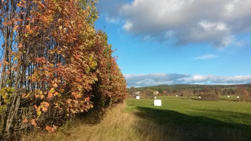 a tree in a field next to a green field at Villa Maria in Lungsjön