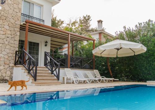 a cat walks by a swimming pool with an umbrella at Villa Cyprium in Kyrenia