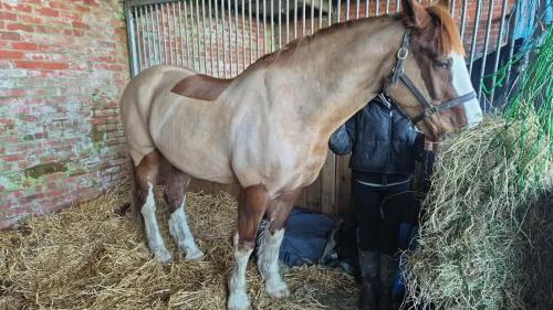 a man standing next to a horse eating hay at Beautiful Barn Conversion, 3 Bed, hot tub, sauna, gym, enclosed garden in Ryde