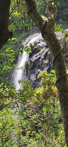 een waterval midden in een bos met een boom bij Js Tours in Flic-en-Flac