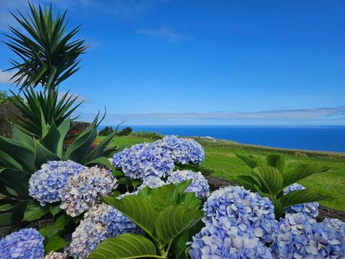 a bunch of blue hydrangeas in front of the ocean at Ocean View - Nordeste in Feteira Grande