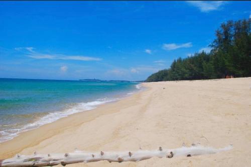 a beach with a tree branch laying on the sand at Summerland Seaside Villa in Kampong Telaga Papan