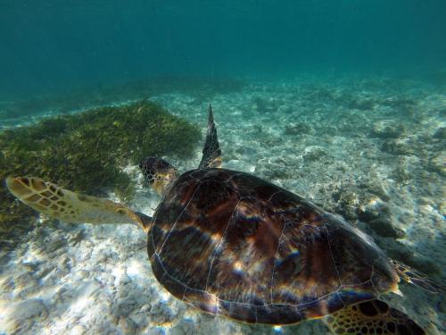 a green sea turtle swimming in the water at L'Hirondelle Self Catering Guest House in Anse Possession