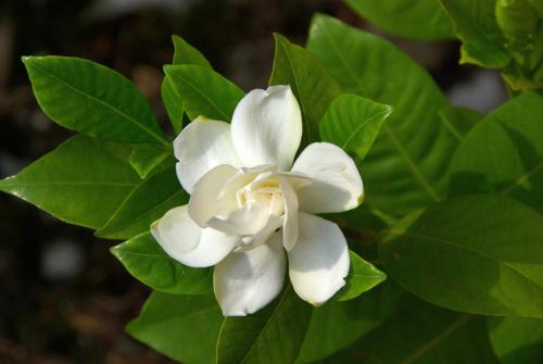 a close up of a white flower with green leaves at Agriturismo Cervano in Toscolano Maderno