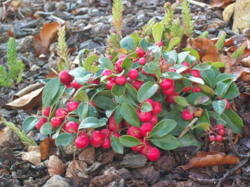 a small plant with red berries on the ground at FILD - Holiday Apartment in Saint-Vith