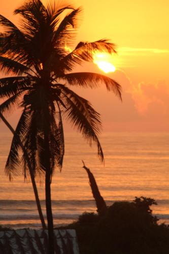 a palm tree on the beach at sunset at Cactus Guesthouse in Arambol