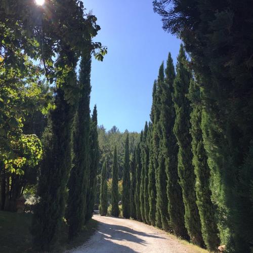 a row of cypress trees lining a road at Agriturismo Monastero Di San Biagio in Nocera Umbra