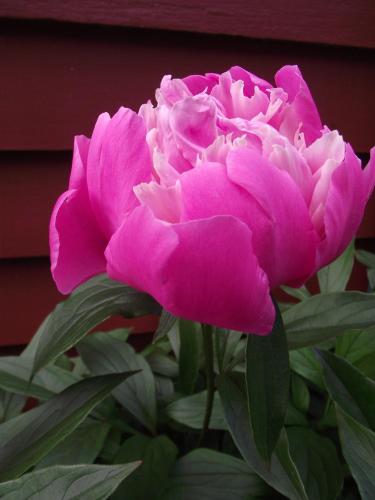 a pink rose in front of a building at Bailey House Bed and Breakfast in Annapolis Royal