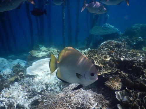 a fish swimming on a coral reef at Raja Ampat Holidays in Besir