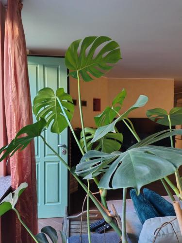 a large green plant sitting on top of a couch at Appartamento Sleep&Fly in Grassobbio