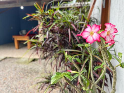 a pink flower in a vase next to some plants at Casa das Palmeiras in Imbituba