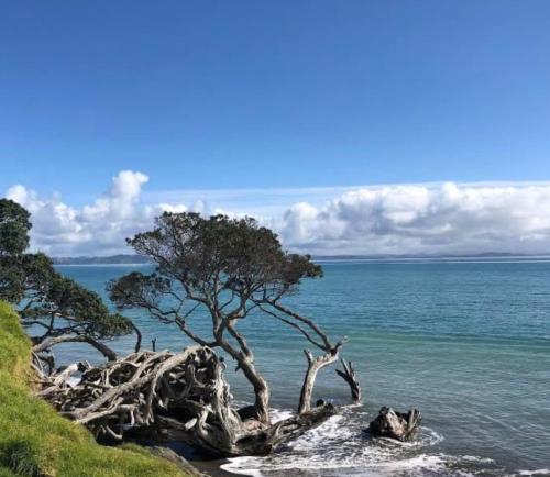 a tree on the shore of the ocean at Coastal Guest Suite near Fishermans Cove in Whangaparaoa