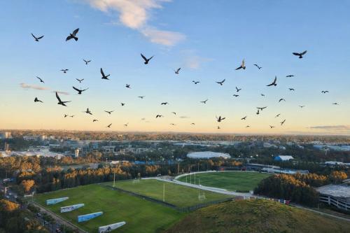 a flock of birds flying in the sky over a park at Stylish Olympic Park Stay - Park View and Dining in Sydney