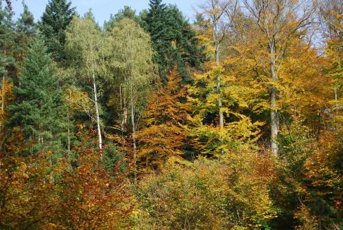 a forest of trees with autumn foliage at Ośrodek Wypoczynkowy Laguna in Lubniewice