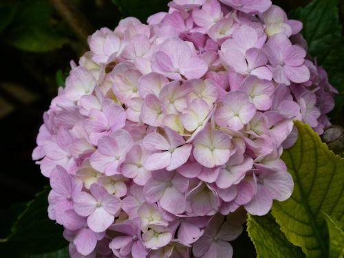 a close up of a bunch of purple flowers at Hotel Neguri in Getxo