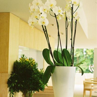 a white vase filled with white flowers on a table at INLIMA Hotel & Spa in Ponte de Lima