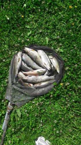 a bunch of fish in a net on the grass at Alpina Panoramic in Moisei