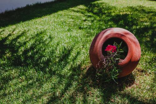 a red flower in a pot in the grass at Alkisti City Hotel in Larnaka