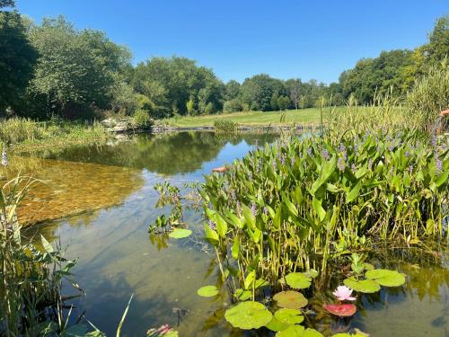 a pond with lily pads in the water at ChezLeMoulin Bed and Breakfast in Samouillan