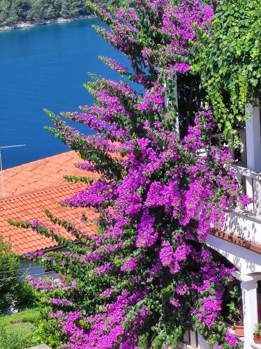 Villa Luma Apartments