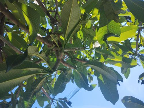 a bunch of leaves on a tree with the sky in the background at EnDanni Home in Ban Phak Chit