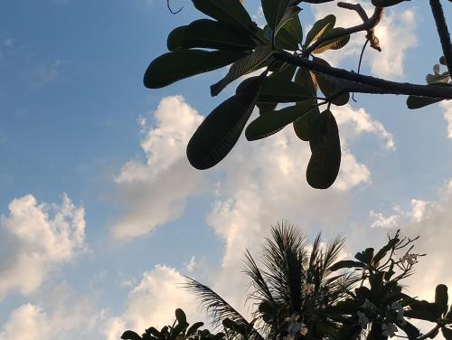 a branch of a tree with leaves and a cloudy sky at EnDanni Home in Ban Phak Chit