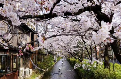 New Open T-House Kyoto 豪華鄰近二條城天然材質檜木清香帶露天風呂-放鬆的京都生活