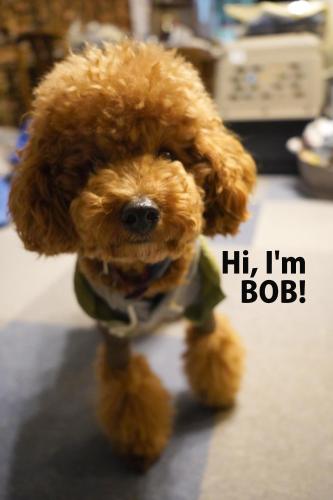 a small brown dog is wearing a green shirt at Slopeside Lodge Hakuba in Otari