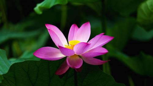 a pink flower with green leaves in the background at Vila Sol in Las Vegas