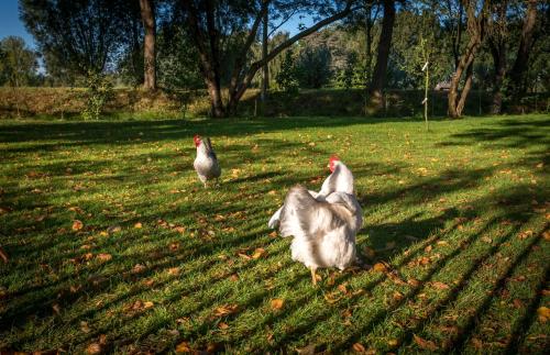 two chickens walking in the grass in a field at Logement aan de Vecht in Breukelen