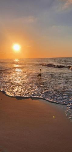 a dog running on the beach at sunset at Sugar Beach 330 Family Friendly Vacation Sleeps 8 in Gulf Shores