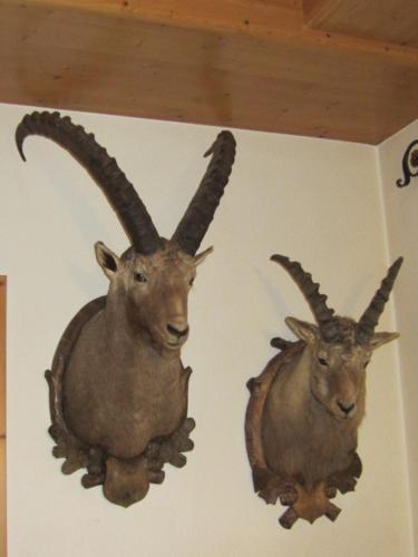 two antelope heads hanging on a wall at Wirtshaus zum Wiesejaggl in Kaunerberg