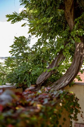 a close up of a tree with leaves at La Meridiana in Lanuvio