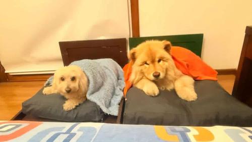 two dogs laying on a bed under a blanket at La Posada de África in Mar del Plata