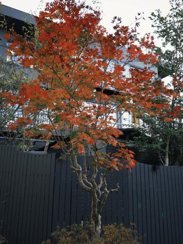 a tree with red leaves in front of a fence at 光沙の森 in Hakone