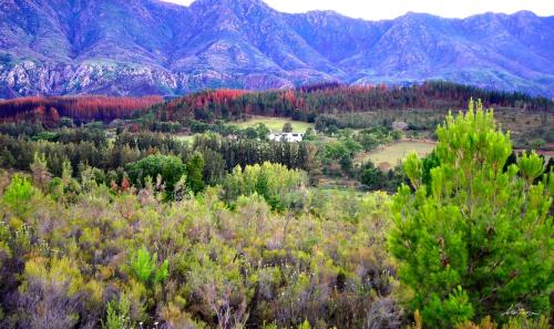 a view of a forest with mountains in the background at A Hilltop Country Retreat in Swellendam