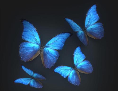 four blue butterflies are flying in a group at Hotel1234 in Polska Cerekiew